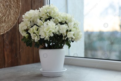 Beautiful azalea flowers in pot on windowsill indoors Photo of Beautiful azalea flowers in pot on windowsill indoors