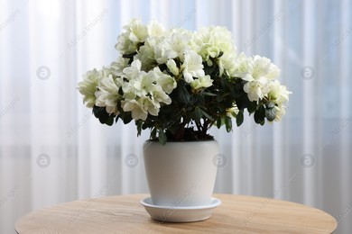 Beautiful azalea flowers in pot on wooden table indoors Photo of Beautiful azalea flowers in pot on wooden table indoors