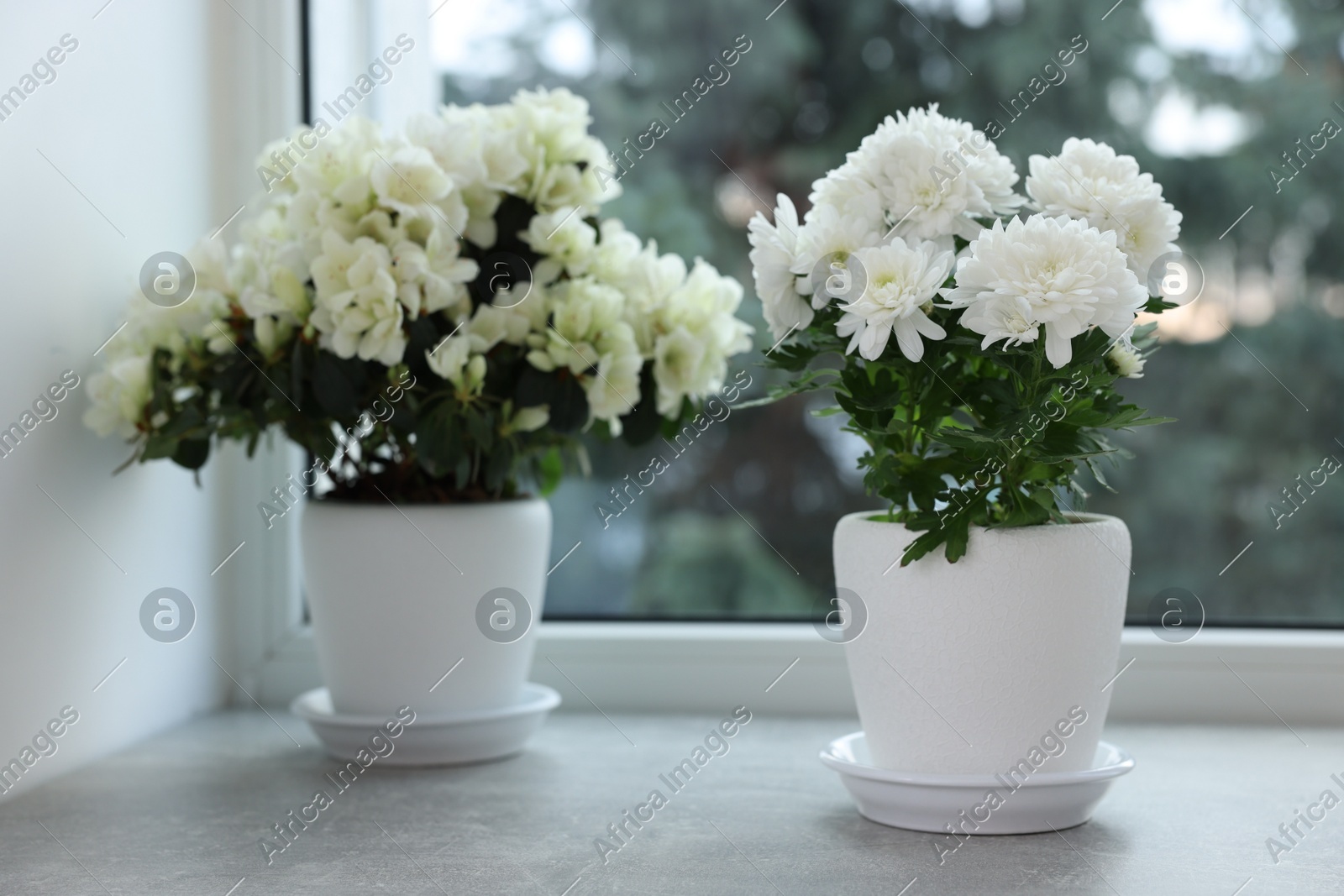Beautiful chrysanthemum and azalea flowers in pots on windowsill indoors. Space for text Photo of Beautiful chrysanthemum and azalea flowers in pots on windowsill indoors. Space for text