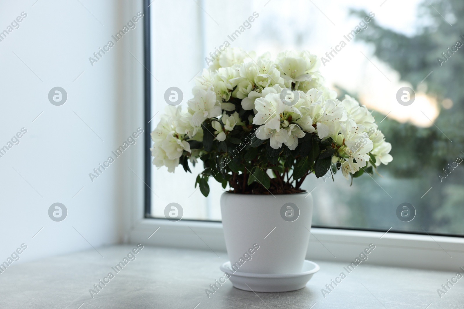 Beautiful azalea flowers in pot on windowsill indoors Photo of Beautiful azalea flowers in pot on windowsill indoors