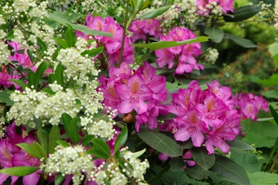 Beautiful pink and white flowers in garden, closeup Photo of Beautiful pink and white flowers in garden, closeup