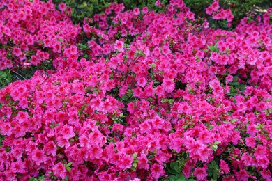 Beautiful azalea bush with pink flowers growing outdoors, closeup. Spring season Photo of Beautiful azalea bush with pink flowers growing outdoors, closeup. Spring season