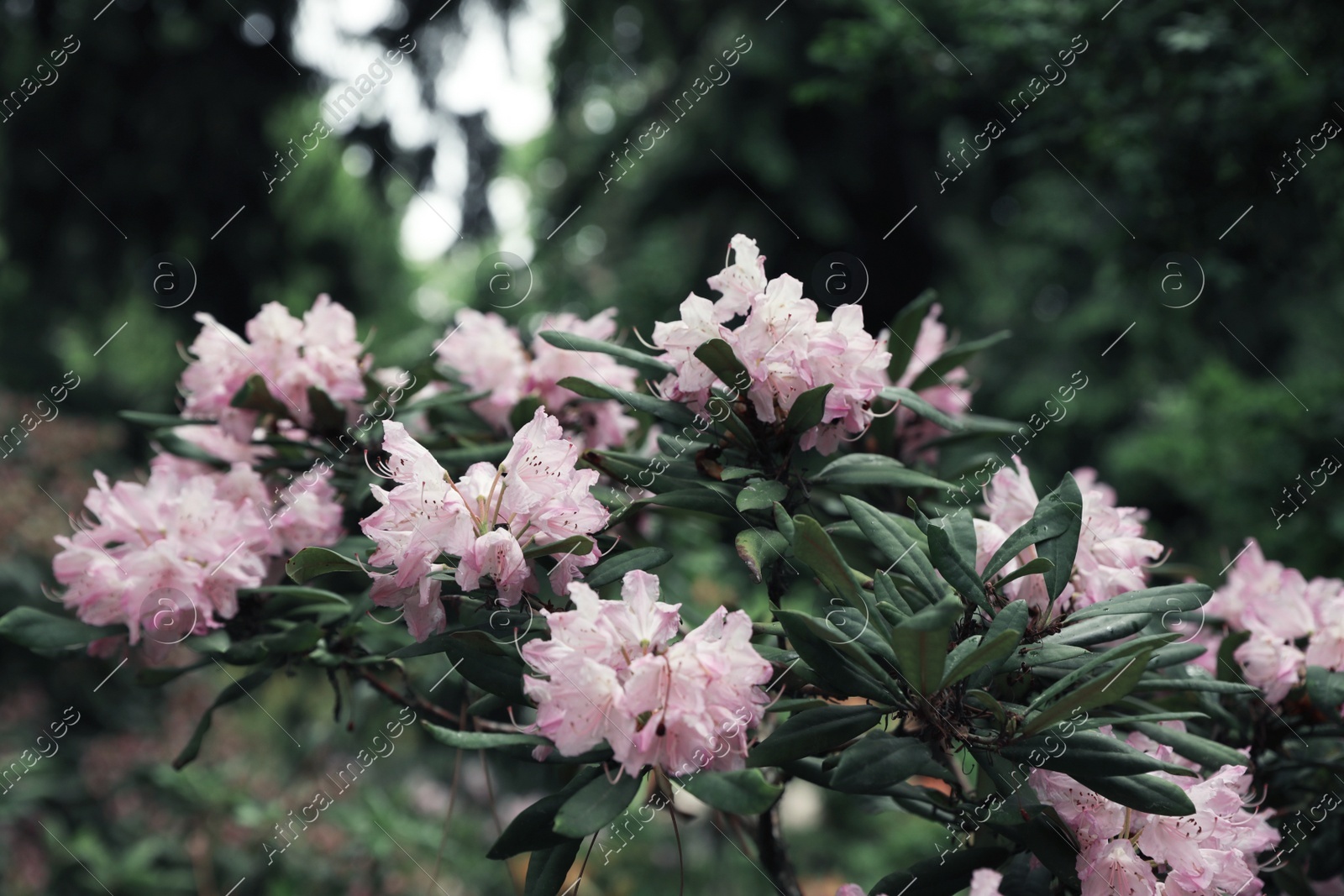 Beautiful tiny tropical flowers in botanical garden, closeup Photo of Beautiful tiny tropical flowers in botanical garden, closeup