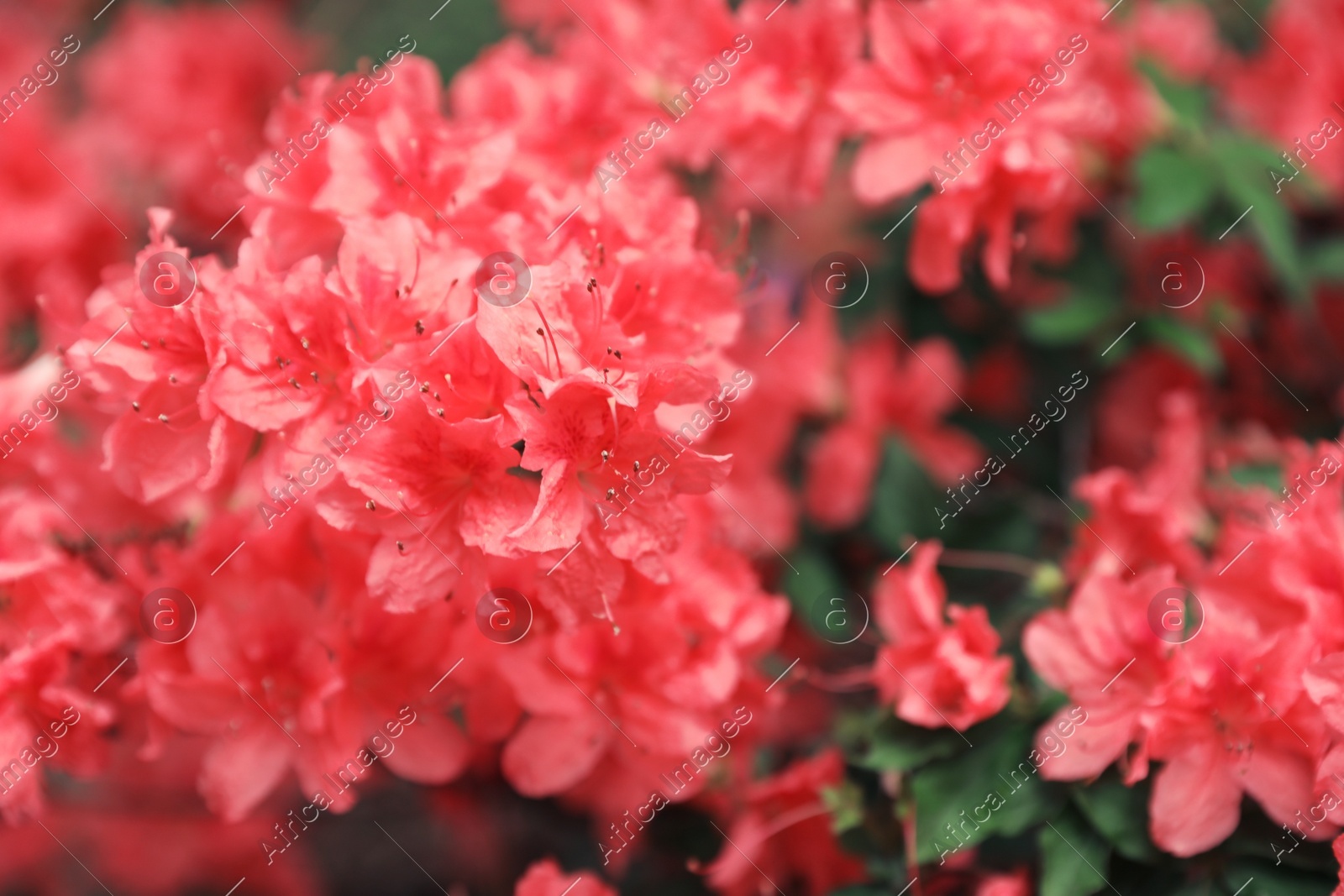 Beautiful tiny tropical flowers in botanical garden, closeup. Space for text Photo of Beautiful tiny tropical flowers in botanical garden, closeup. Space for text