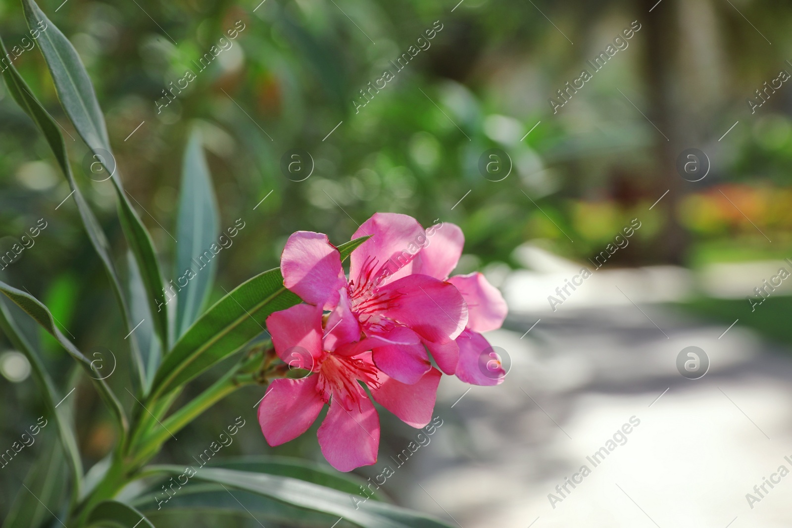 Branch with beautiful tropical flowers on blurred background Photo of Branch with beautiful tropical flowers on blurred background