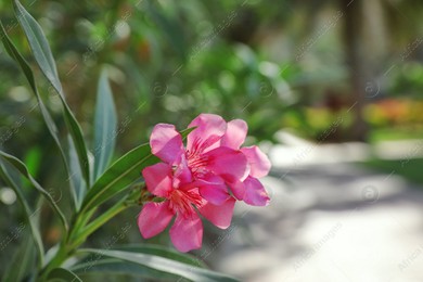 Branch with beautiful tropical flowers on blurred background Photo of Branch with beautiful tropical flowers on blurred background
