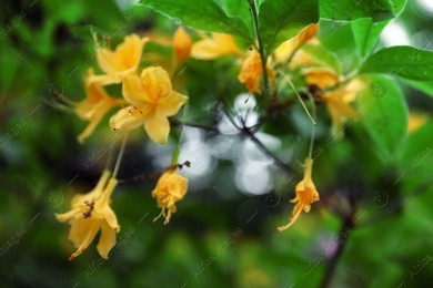 Beautiful tiny tropical flowers in botanical garden, closeup Photo of Beautiful tiny tropical flowers in botanical garden, closeup