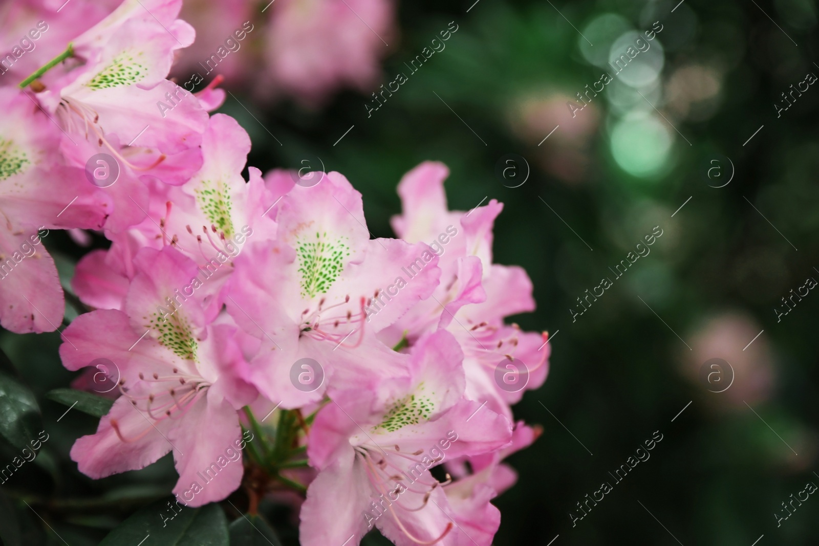 Beautiful tiny tropical flowers in botanical garden, closeup. Space for text Photo of Beautiful tiny tropical flowers in botanical garden, closeup. Space for text