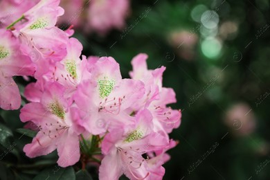 Beautiful tiny tropical flowers in botanical garden, closeup. Space for text Photo of Beautiful tiny tropical flowers in botanical garden, closeup. Space for text