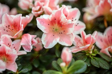 Beautiful blooming azalea flowers, closeup. Tropical plant Photo of Beautiful blooming azalea flowers, closeup. Tropical plant