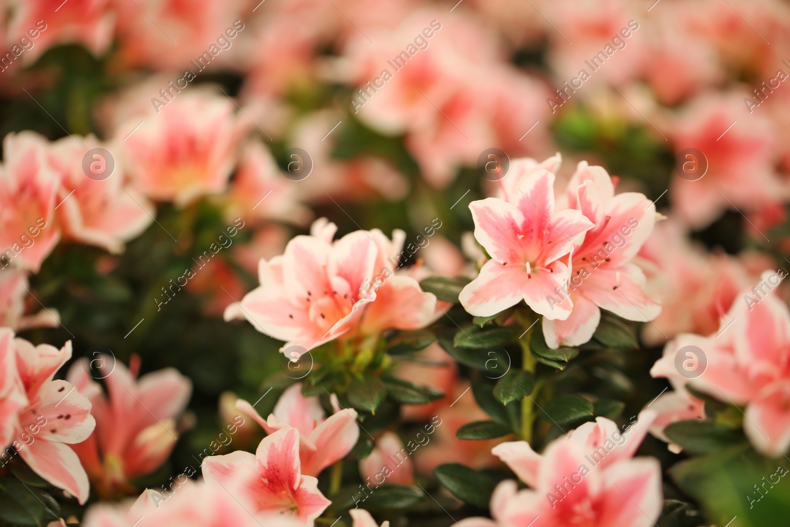 Beautiful blooming azalea flowers, closeup. Tropical plant Photo of Beautiful blooming azalea flowers, closeup. Tropical plant