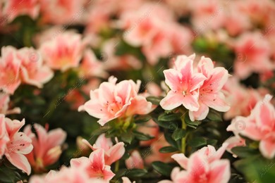 Beautiful blooming azalea flowers, closeup. Tropical plant Photo of Beautiful blooming azalea flowers, closeup. Tropical plant