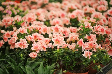 Beautiful blooming azalea flowers, closeup. Tropical plant Photo of Beautiful blooming azalea flowers, closeup. Tropical plant