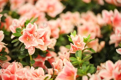Beautiful blooming azalea flowers, closeup. Tropical plant Photo of Beautiful blooming azalea flowers, closeup. Tropical plant