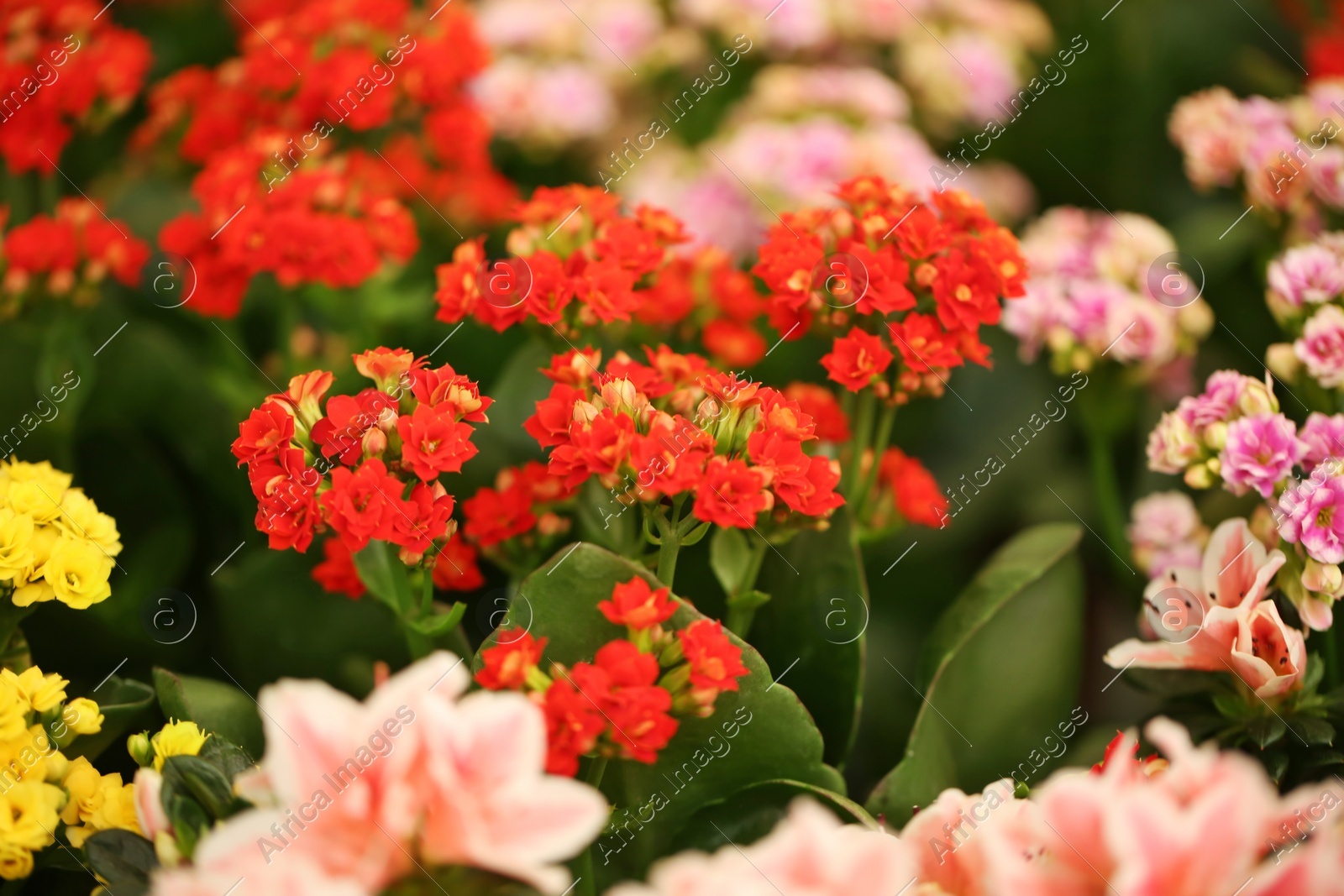 Beautiful blooming kalanchoe flowers, closeup. Tropical plant Photo of Beautiful blooming kalanchoe flowers, closeup. Tropical plant