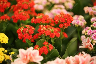 Beautiful blooming kalanchoe flowers, closeup. Tropical plant Photo of Beautiful blooming kalanchoe flowers, closeup. Tropical plant