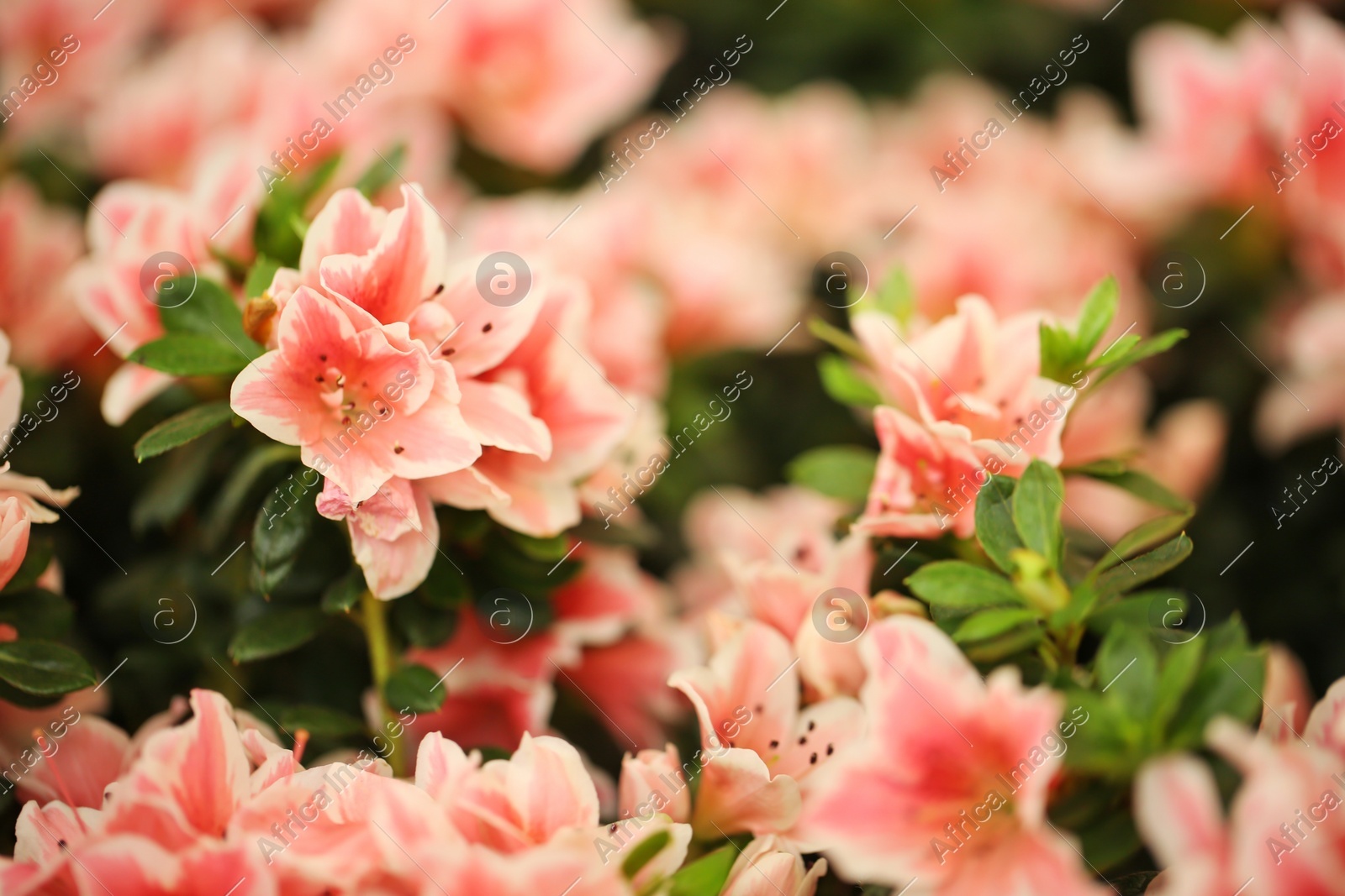 Beautiful blooming azalea flowers, closeup. Tropical plant Photo of Beautiful blooming azalea flowers, closeup. Tropical plant