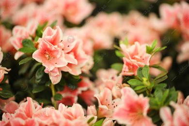 Beautiful blooming azalea flowers, closeup. Tropical plant Photo of Beautiful blooming azalea flowers, closeup. Tropical plant