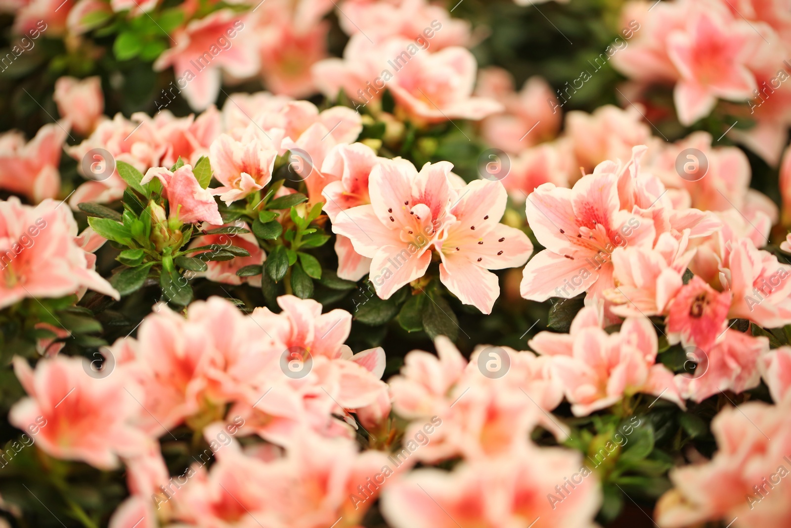 Beautiful blooming azalea flowers, closeup. Tropical plant Photo of Beautiful blooming azalea flowers, closeup. Tropical plant