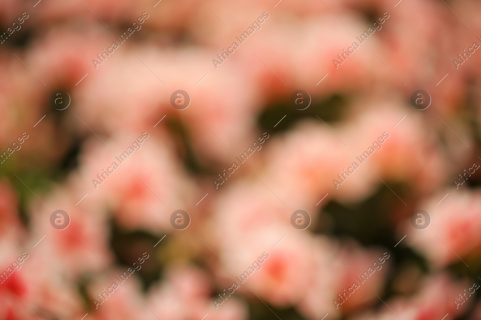 Blurred view of blooming azalea flowers, closeup. Tropical plant Photo of Blurred view of blooming azalea flowers, closeup. Tropical plant
