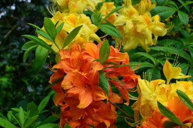 Blooming azalea plant with beautiful flowers outdoors, closeup Photo of Blooming azalea plant with beautiful flowers outdoors, closeup