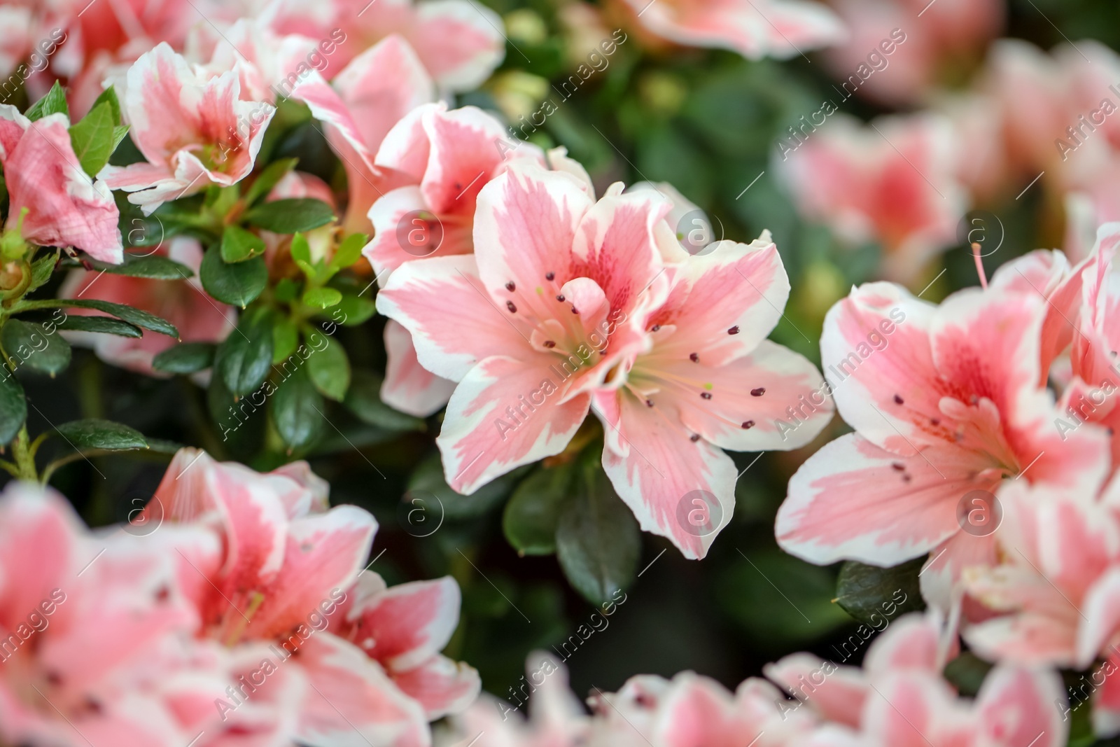 Beautiful blooming azalea flowers, closeup. Tropical plant Photo of Beautiful blooming azalea flowers, closeup. Tropical plant