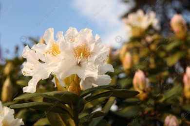 Closeup view of beautiful rhododendron flowers outdoors, space for text. Amazing spring blossom Photo of Closeup view of beautiful rhododendron flowers outdoors, space for text. Amazing spring blossom