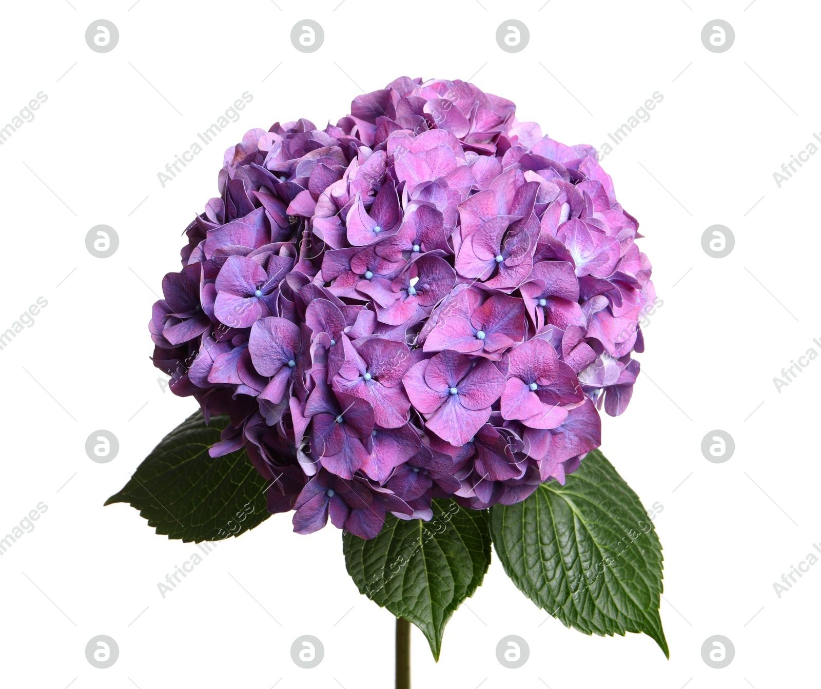 Branch of hortensia plant with delicate flowers on white background Photo of Branch of hortensia plant with delicate flowers on white background