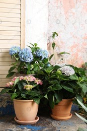 Beautiful blooming hortensia plants in pots outdoors. Space for text Photo of Beautiful blooming hortensia plants in pots outdoors. Space for text