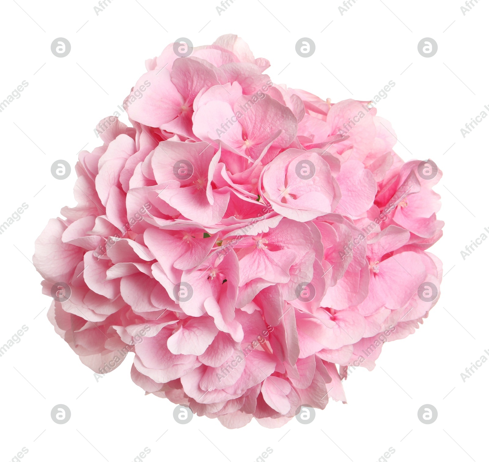 Delicate pink hortensia flowers on white background, top view Photo of Delicate pink hortensia flowers on white background, top view