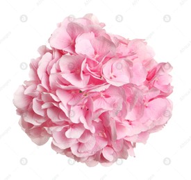 Delicate pink hortensia flowers on white background, top view Photo of Delicate pink hortensia flowers on white background, top view