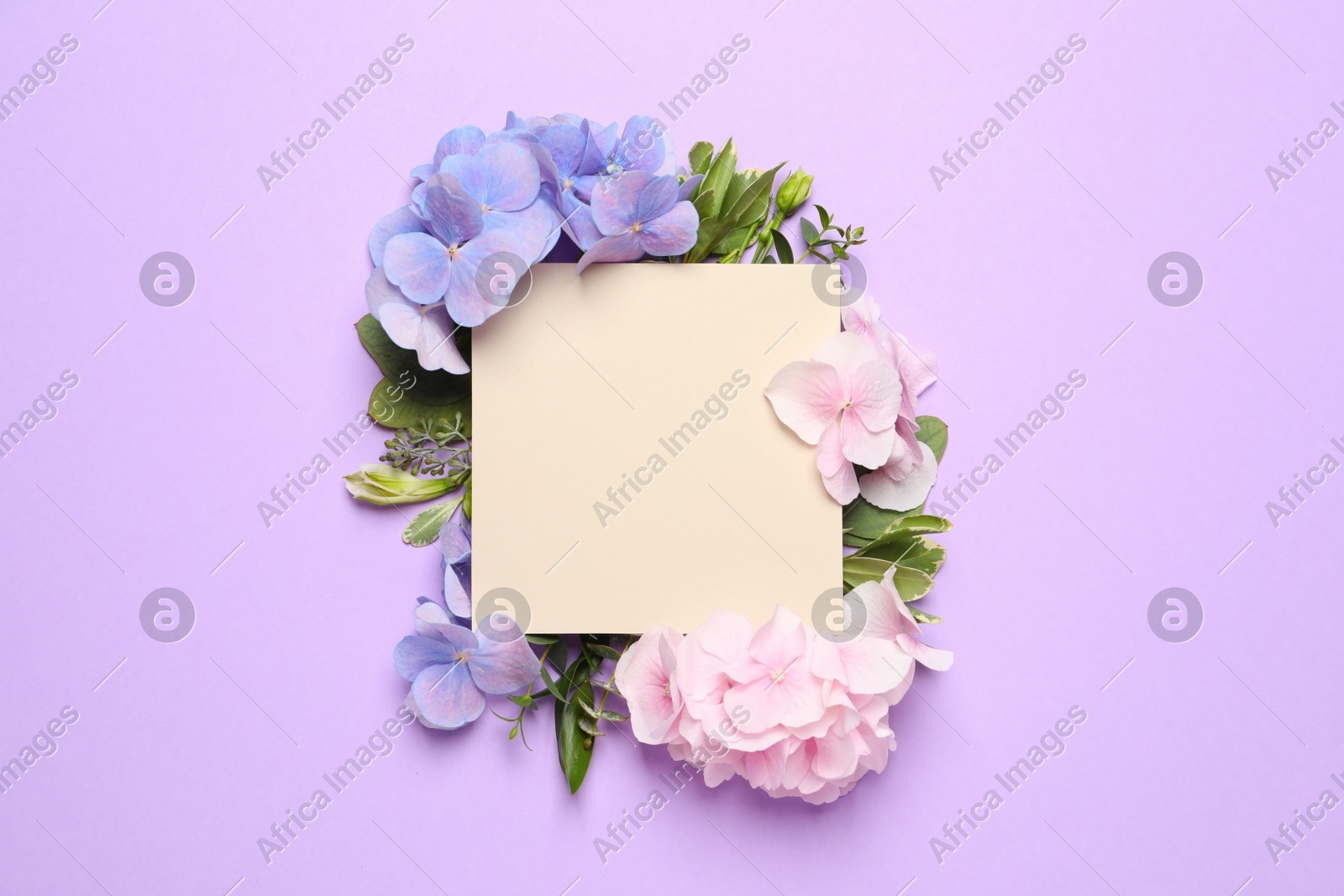 Photo of Beautiful hortensia flowers and blank card on violet background, flat lay. Space for text