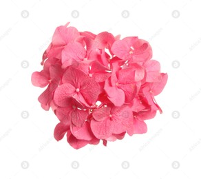 Beautiful pink hortensia flower isolated on white Photo of Beautiful pink hortensia flower isolated on white