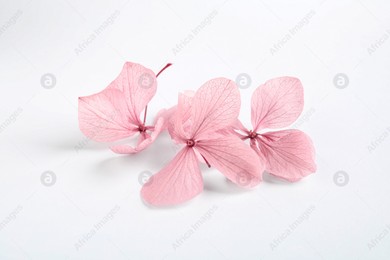 Beautiful pink hortensia flowers on white background Photo of Beautiful pink hortensia flowers on white background