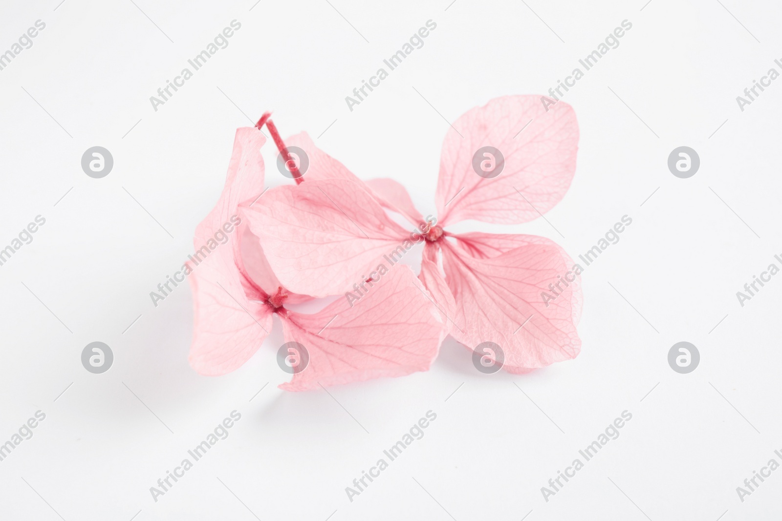 Beautiful pink hortensia flowers on white background Photo of Beautiful pink hortensia flowers on white background
