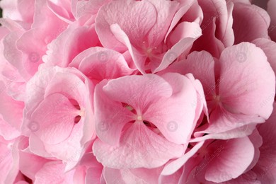 Beautiful hortensia flowers as background, closeup view Photo of Beautiful hortensia flowers as background, closeup view