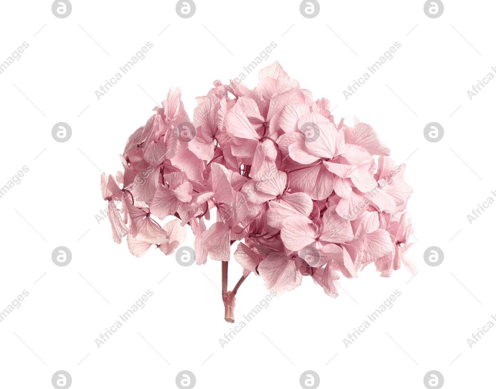 Photo of Beautiful pink hortensia flowers on white background