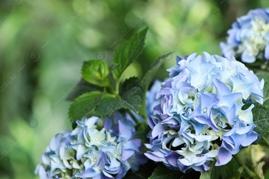 Beautiful hortensia plant with light blue flowers outdoors, closeup Photo of Beautiful hortensia plant with light blue flowers outdoors, closeup