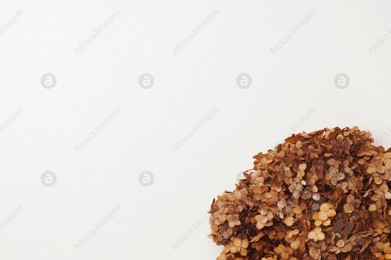 Beautiful dried hortensia flowers on beige background, top view. Space for text Photo of Beautiful dried hortensia flowers on beige background, top view. Space for text