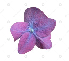 Beautiful violet hortensia plant floret isolated on white Photo of Beautiful violet hortensia plant floret isolated on white