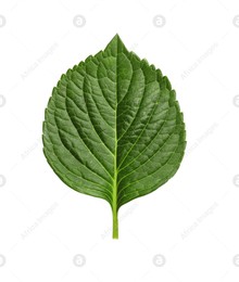 Fresh green hortensia leaf isolated on white Photo of Fresh green hortensia leaf isolated on white