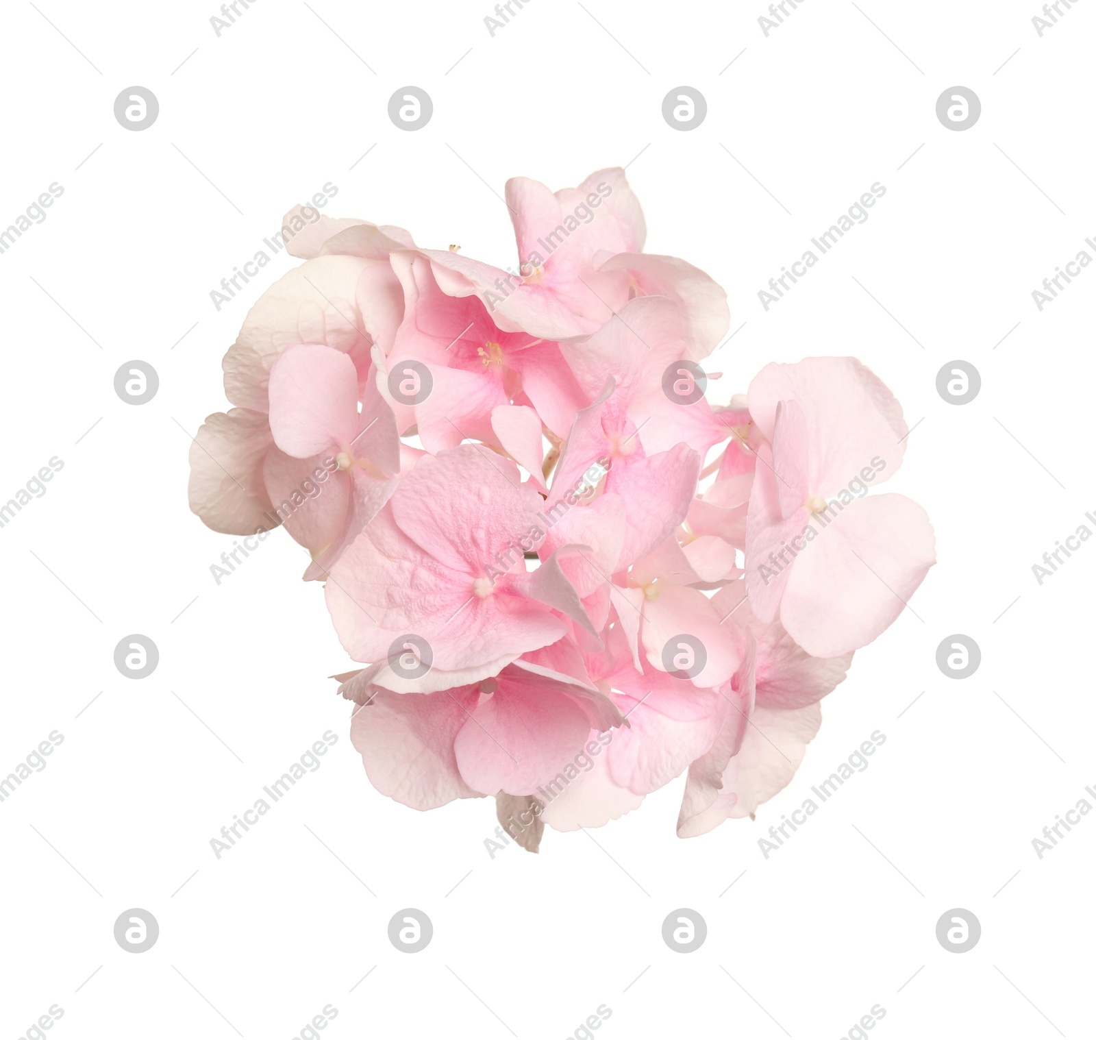 Beautiful light pink hortensia flower isolated on white Photo of Beautiful light pink hortensia flower isolated on white