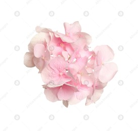 Beautiful light pink hortensia flower isolated on white Photo of Beautiful light pink hortensia flower isolated on white