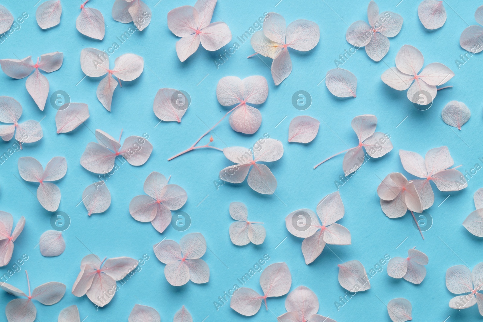 Photo of Flat lay composition with beautiful hortensia flowers on light blue background