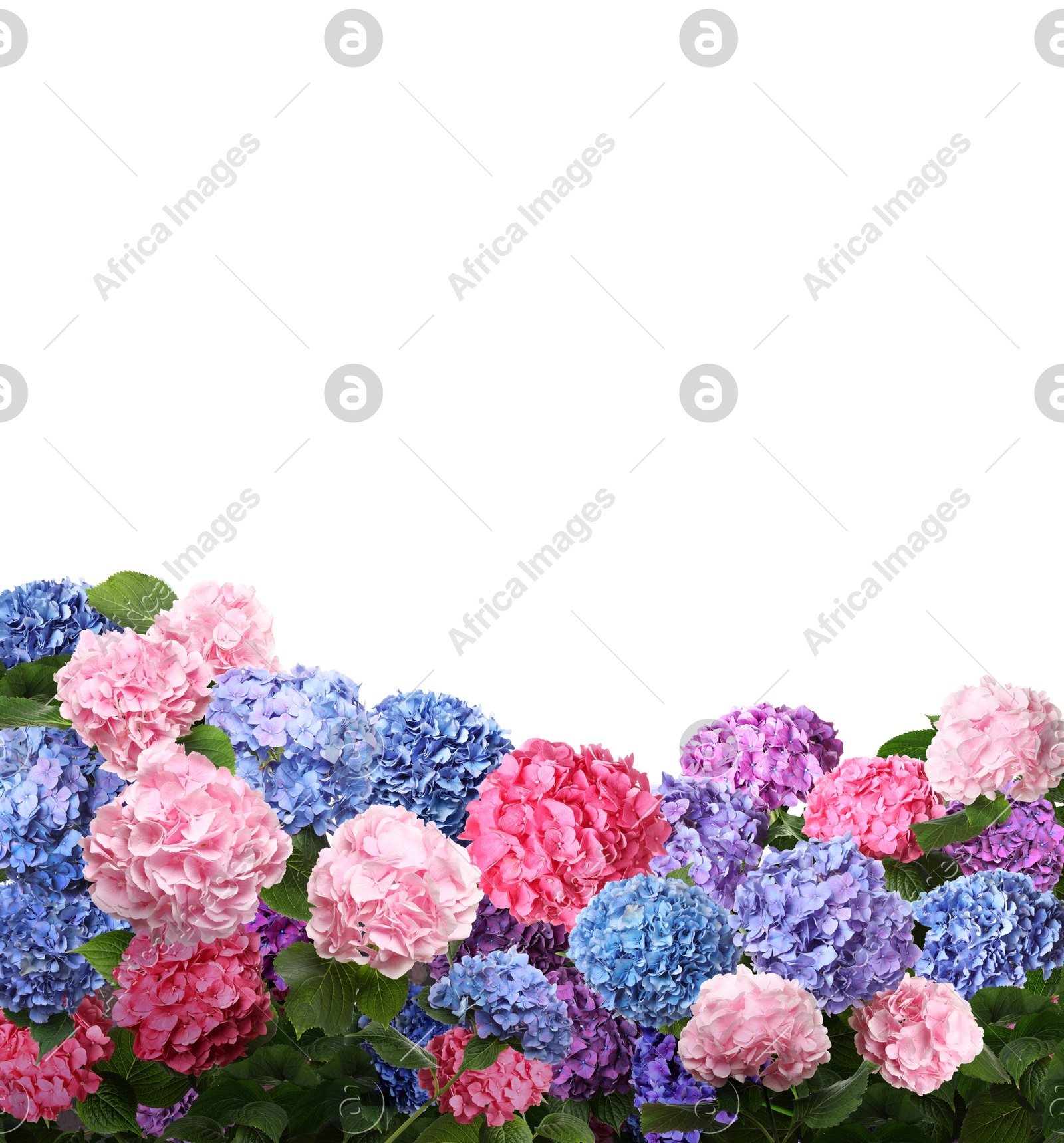 Many different beautiful hortensia flowers on white background Image of Many different beautiful hortensia flowers on white background