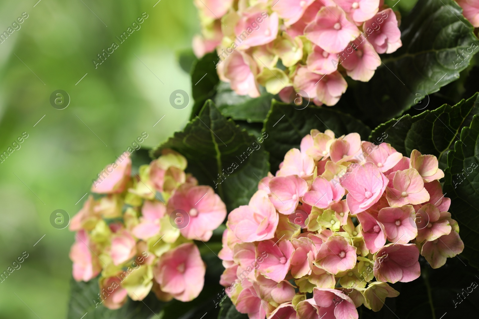 Hortensia plant with beautiful flowers outdoors, closeup Photo of Hortensia plant with beautiful flowers outdoors, closeup
