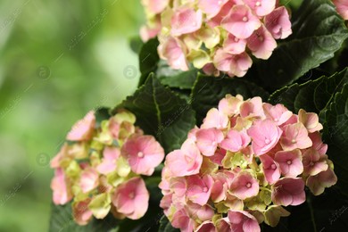 Hortensia plant with beautiful flowers outdoors, closeup Photo of Hortensia plant with beautiful flowers outdoors, closeup