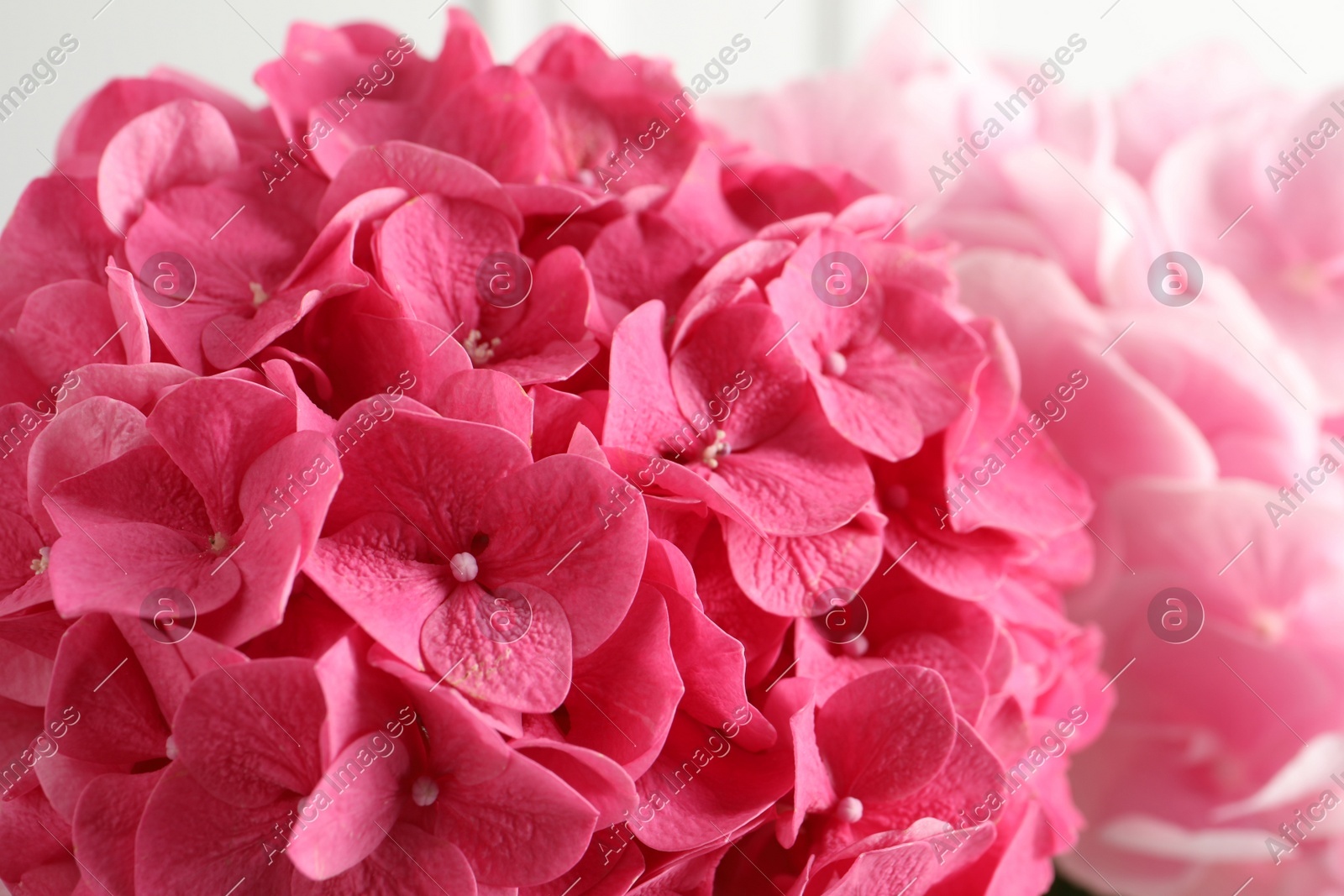 Photo of Beautiful pink hortensia flowers as background, closeup