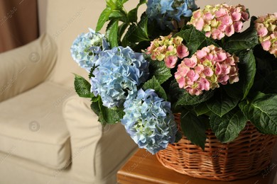 Beautiful hortensia flowers in basket on table indoors Photo of Beautiful hortensia flowers in basket on table indoors