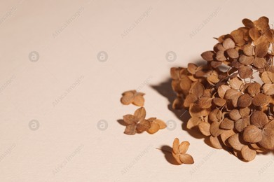 Beautiful dried hortensia flowers on beige background, space for text Photo of Beautiful dried hortensia flowers on beige background, space for text